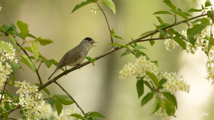 Svarthätta Svarthätta