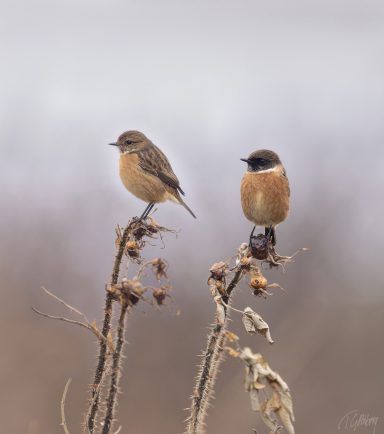 Svarthakad buskskvätta