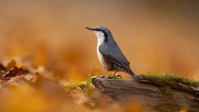 Mesar, finkar, sparvar