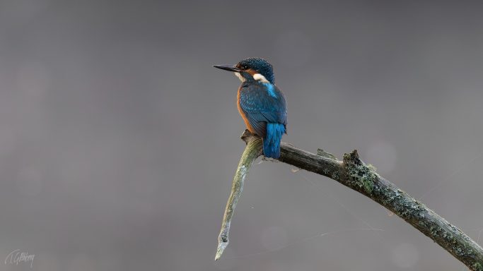 Kungsfiskare