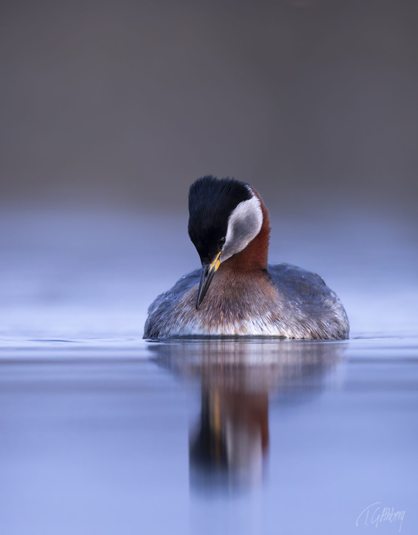 Gråhakedopping Gråhakedopping