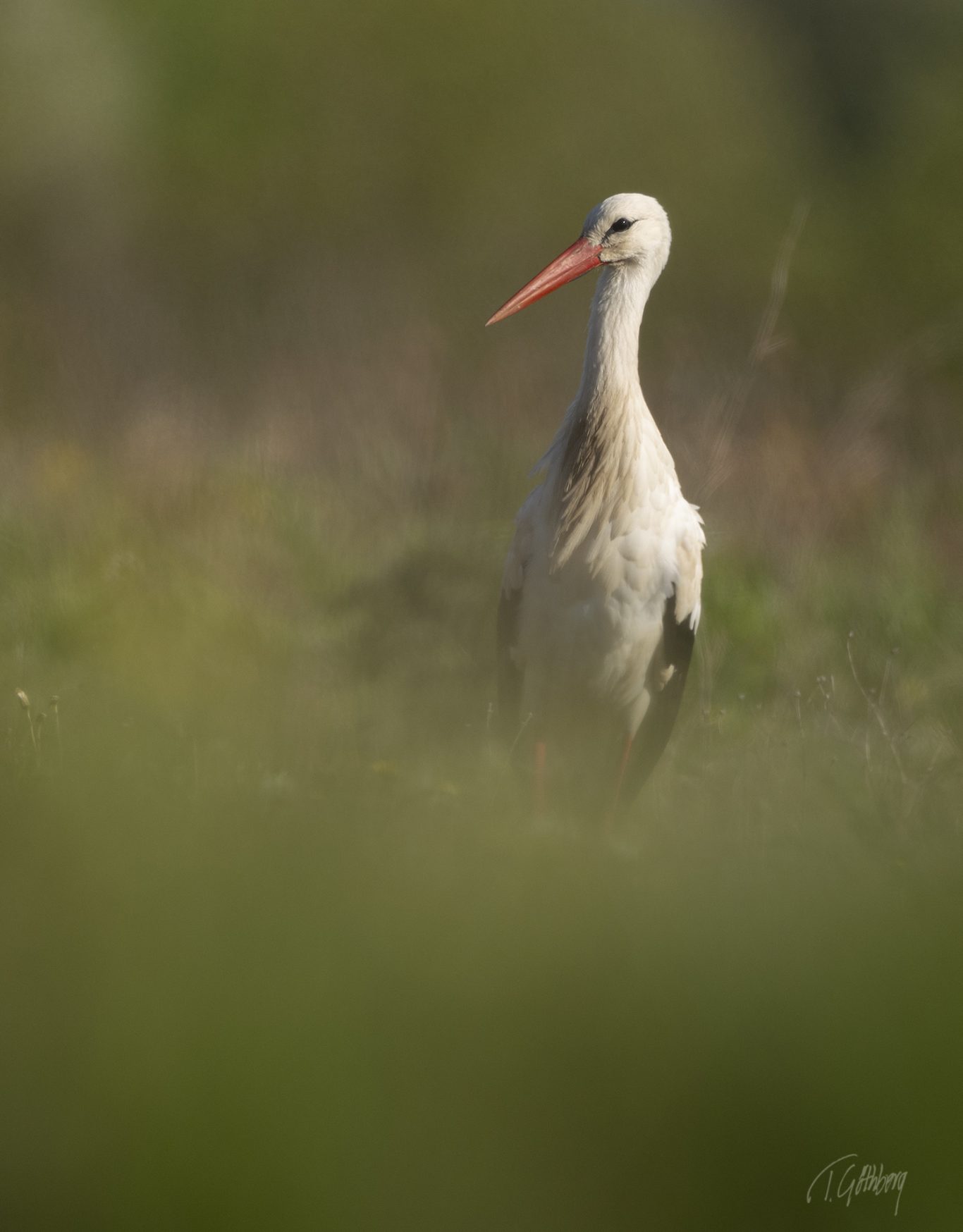 Vit stork Vit stork
