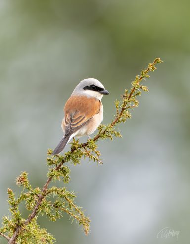 Kråkfåglar & törnskator