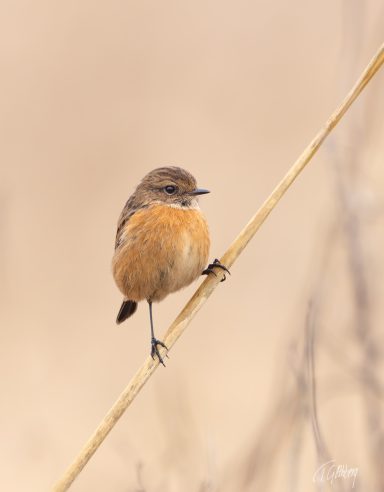 Svarthakad buskskvätta