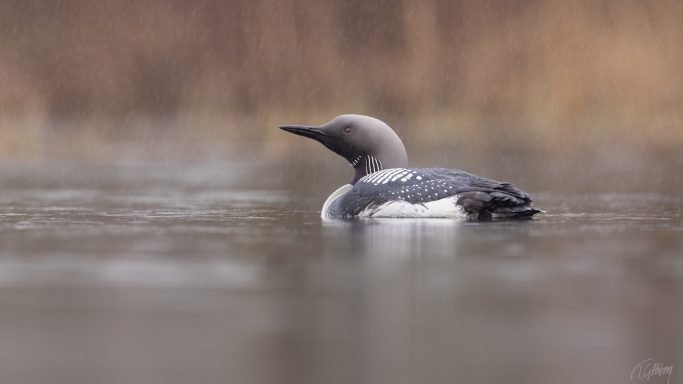 Fåglar vid sjö & hav