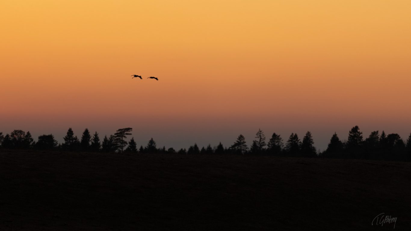 Tranpar i vårkväll Tranpar i vårkväll
