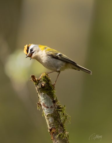 Brandkronad kungsfågel