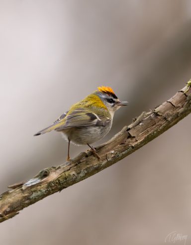 Brandkronad kungsfågel